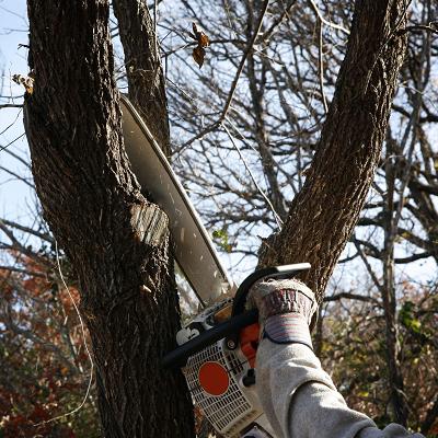 幫樹木修剪整儀容的好幫手,理光頭.修順型,鋸樹修剪找-兆佑昌鋸樹公司